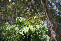 Lepisanthes rubiginosa